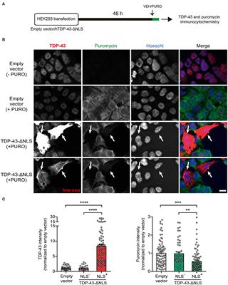 Cytoplasmic Expression of the ALS/FTD-Related Protein TDP-43 Decreases Global Translation Both in vitro and in vivo